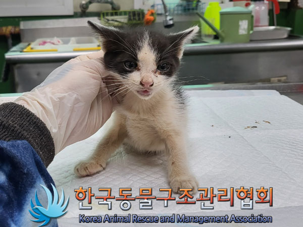 한국동물구조관리협회_411307202300236